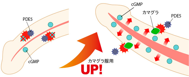 DYSFONCTIONNEMENT DE L'OLMÉSARTAN ÉRECTILE